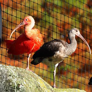 Adult and juvenile Scarlet ibis (Eudocimus ruber), 2022-11-12