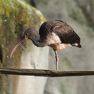 Juvenile Scarlet ibis (Eudocimus ruber), 2022-11-12