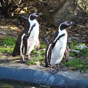 Humboldt penguins (Spheniscus humboldti), 2022-11-12