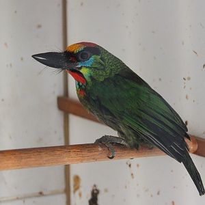 Red-throated barbet (Psilopogon mystacophanos)
