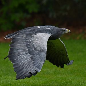 Black-chested Buzzard-Eagle (Geranoaetus melanoleucus)
