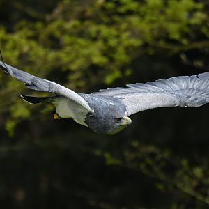 Black-chested Buzzard-Eagle (Geranoaetus melanoleucus)