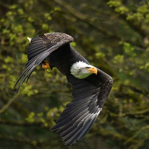 Bald Eagle Haliaeetus leucocephalus