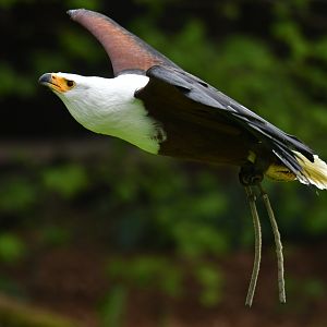 African Fish-Eagle Haliaeetus vocifer