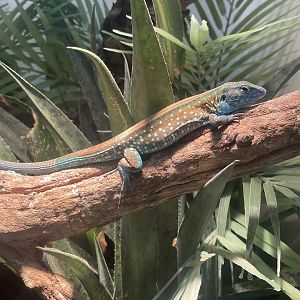 Rainbow Whiptail