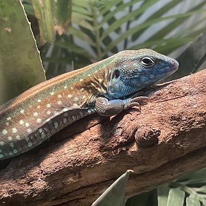 Rainbow Whiptail