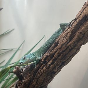 Green Keel-bellied Lizard