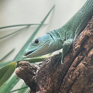 Green Keel-bellied lizard