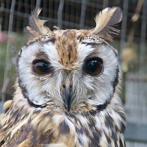Striped Owl (Asio clamator)