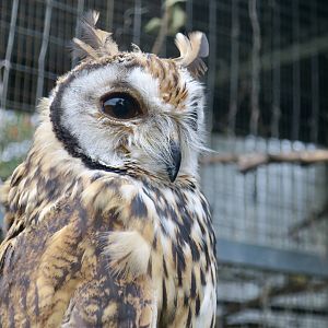 Striped Owl (Asio clamator)