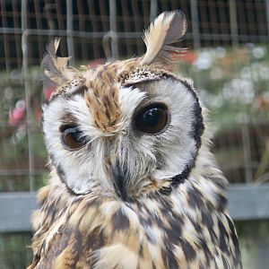 Striped Owl (Asio clamator)