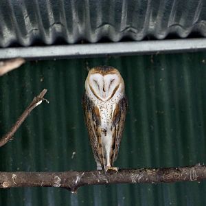 Guatemalan Barn Owl (Tyto furcata guatemalae)