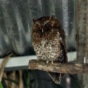 Bare-Shanked Screech Owl (Megascops clarkii)