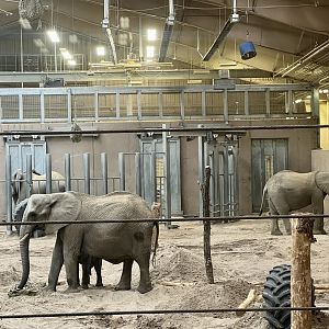 African Elephant House