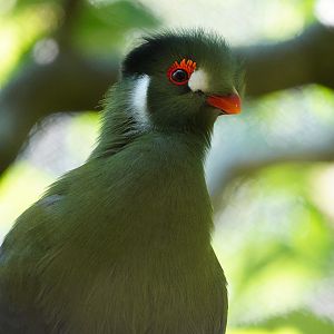 White Cheeked Turaco