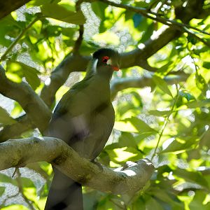 White Cheeked Turaco