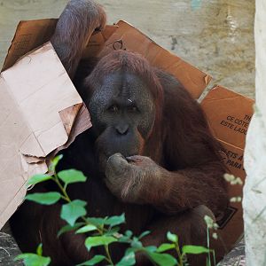 Orangutan
