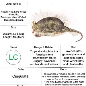 Animal Fact Sheet: Nine-banded Armadillo