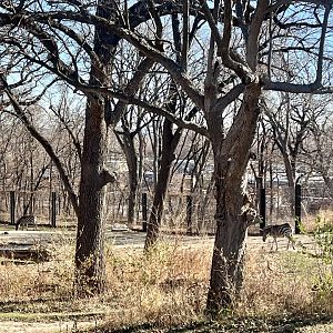 Plains Zebra Exhibit