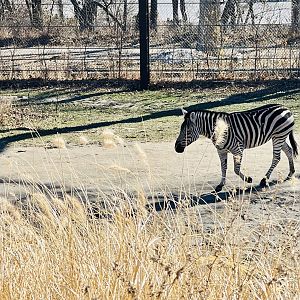 Plains Zebra Exhibit