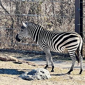 Plains Zebra