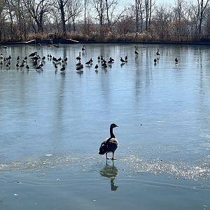 Waterfowl Pond