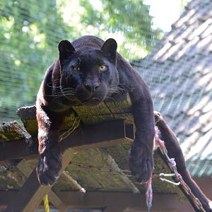 Black Panther 27/05/2023