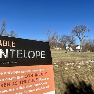 Sable Antelope Exhibit