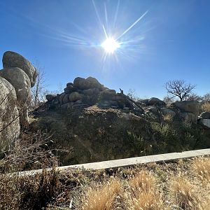 African Lion Exhibit
