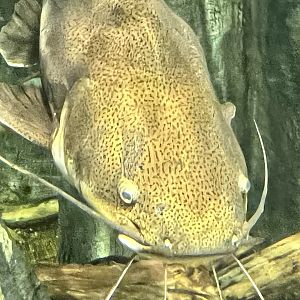 Redtail Catfish