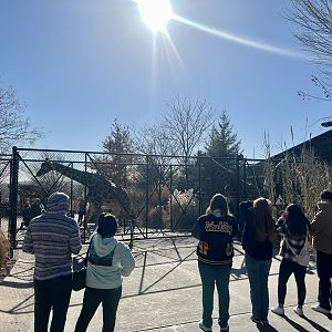 Giraffes released into their outdoor exhibit