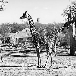 Giraffe