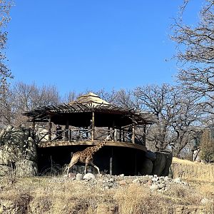 An exhibit large enough that a Giraffe can run.