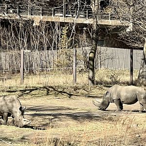 White Rhinoceroses