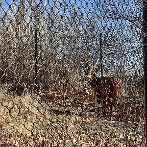 Bongo perfectly adapted to blend into the shadows and chain link fences
