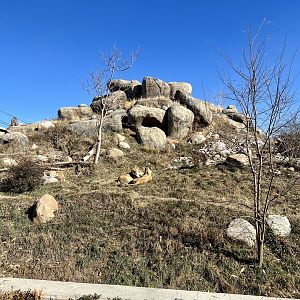 African Lion Exhibit