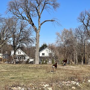 Sable Antelope Exhibit