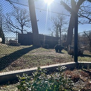 Sloth Bear Exhibit