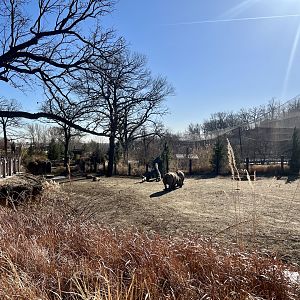 Greater One-horned Rhinoceros Exhibit