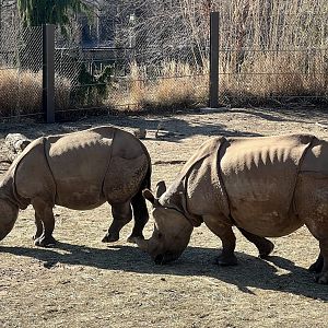 Greater One-horned Rhinoceroses