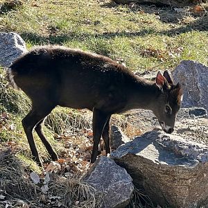 Tufted Deer