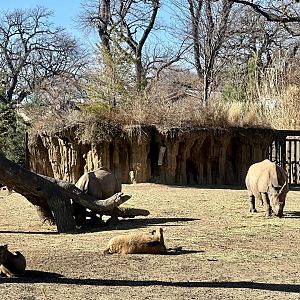 Greater One-Horned Rhinoceros and Pere David’s Deer Exhibit