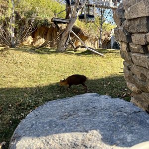 Reeves Munjact and Red Panda Exhibit