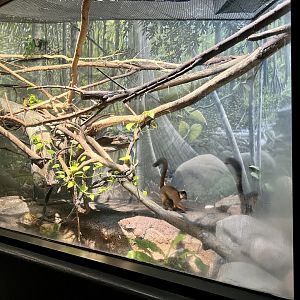 Collared Brown Lemur (?) Exhibit
