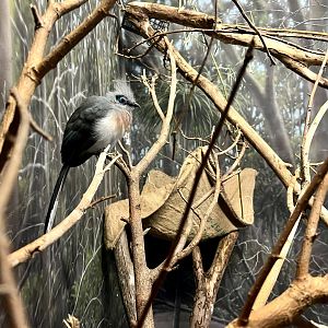 Northern Crested Coua