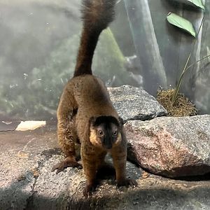 Collared Brown Lemur