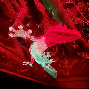 Henkel’s  Leaf-tailed Gecko