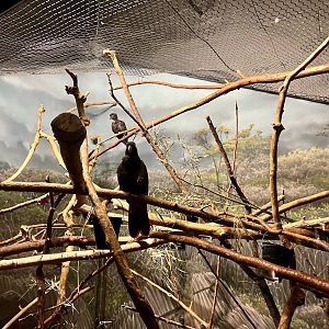 Lesser Vasa Parrot Exhibit