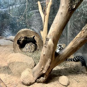 Radiated Tortoise Exhibit