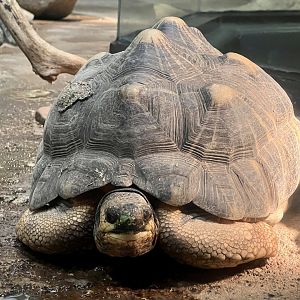 Radiated Tortoise